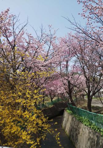 桜開花