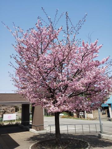 桜開花