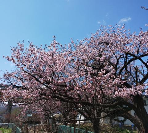 近所の桜