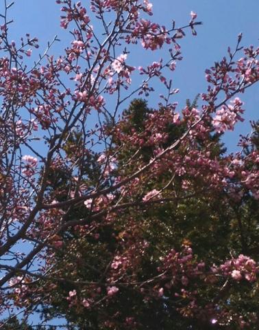 桜が咲き始めた