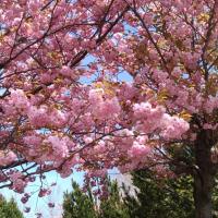 八重桜